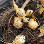 8Oz Jerualem Artichoke for Planting Outdoors, Sunroots Sunchokes Artichoke Tubers, Fresh Jerusalem Artichoke Roots to Grow