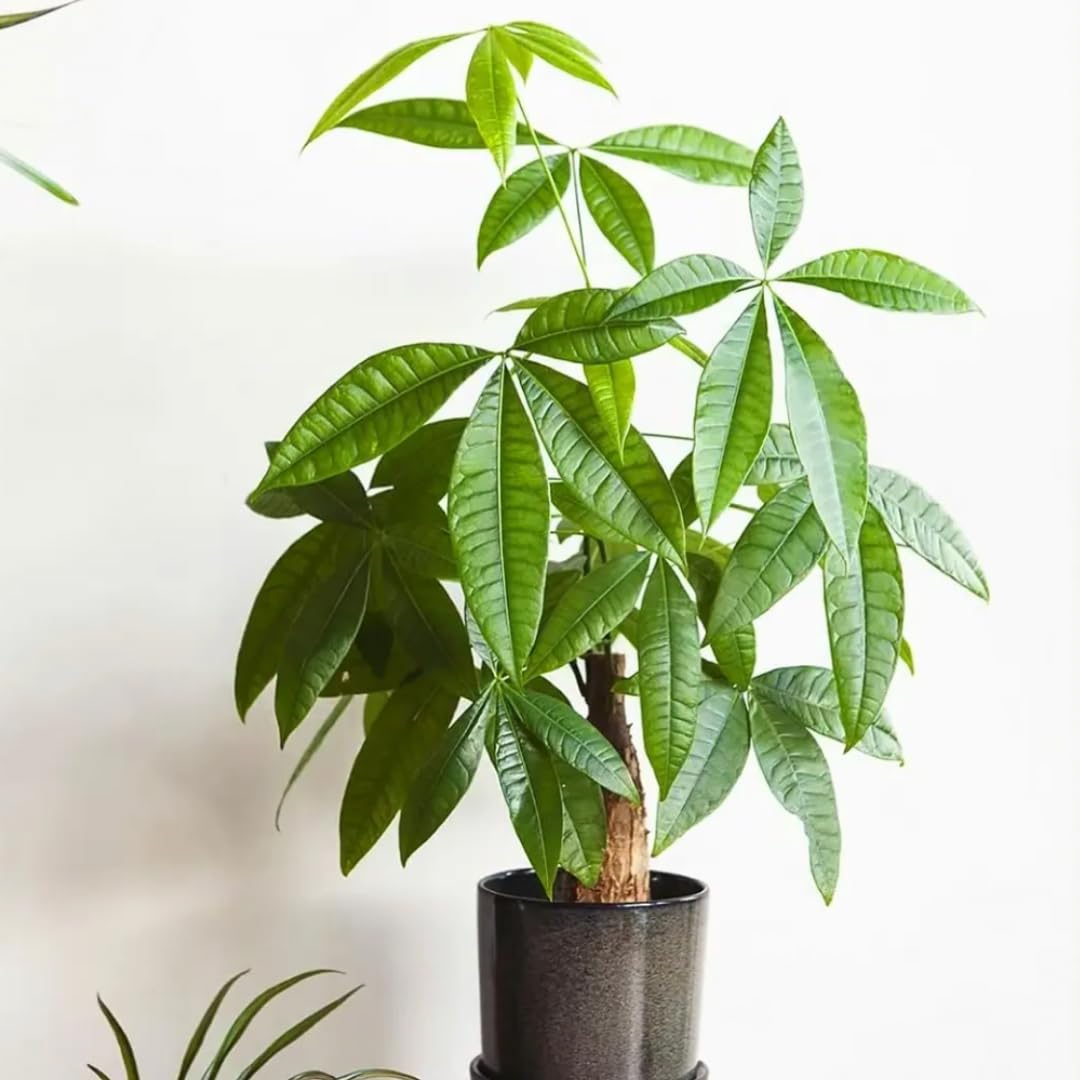 Money Tree Plant Live, 5 to 7 Inc Tall House Plant Live