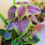 2 Plectranthus Swedish Ivy Plants Live to Grow, in 4 Inch Pot, Swedish Ivy Mint Starter Plants, 4-6" Tall (Purple Swedish Ivy)