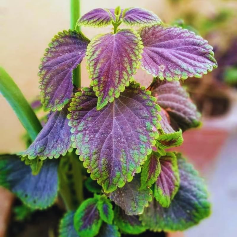 2 Plectranthus Swedish Ivy Live Plants for Planting, 4-6" Tall, in One Pot 4", Swedish Ivy Herbs Trees, Swedish Ivy Houseplants to Grow (Purple Swedish Ivy)