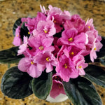 African Violet Live Plant in 4" Pot, Pink African Violets Plants Houseplant Well-Rooted, Indoor Outdoor Blooming, Holiday Flower Bush