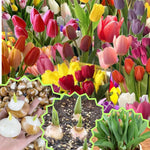 20 Tulip Bulbs for Fall Planting, Large Top Size Tulip Bulbs by Hardiness Zones 3-11, Cold Hardy, Mixed Double Peony Tulip Color for Gardens, Borders or Flowerbeds