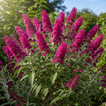 AVERAR 3 Buddleia Butterfly Bush Live Plant Ready to Plant Outdoor, Raspberry Blooms, Starter 5 to 9 Inches Tall, Cold Hardy and Fragrant, Zones 5-9