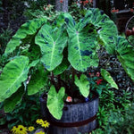 Colocasia Esculenta, Colocasia Live Plant, Elephant Ears Live Plant, Esculenta Taro Live Houseplant, 5-8 Inc Tall, No Pot (Rare Colocasia)
