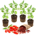 Live Goji Berry Plant Bush for Planting, Goji Berry Ready to Plant, 4 to 10 Inc Tall, Come No Pot, Goji Berries Tree Plant Live