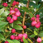 2 Blueberry Plants Live, Blueberry Trees Live Plant, Blueberry Bush Live Plant, 5-12" Tall, Blueberries Fruit Tree Ready to Grow (Pink Lemonade Blueberry Plants)