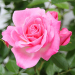 Pink Rose Live Plant, Rose Bush Ready to Plant Well Rooted 5-9 Inch Tall, Heirloom Rose Flowers, No Pot