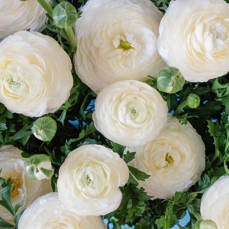 Pack of 30 Ranunculus Flowers Bulbs for Spring Planting, Ranunculus Bulbs for Planting, Spring Blooms Vibrant Perennial Bulbs for Garden Borders (White)
