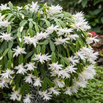White Easter Cactus Plants Live, Christmas Cactus Thanksgiving Cactus Like Plants Live, Well-Rooted Cold Hardy, Holiday Cactus for Indoor Outdoor Planting, 4-8 Inc Tall, Starter Tree