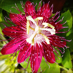 Pack 2 Passion Flower Plants Live, Passiflora Vine Well-Rooted, 5-7 Inch Tall Climbing Vine for Garden Trellises and Fences, No Pot (Burgundy Passion Flower)