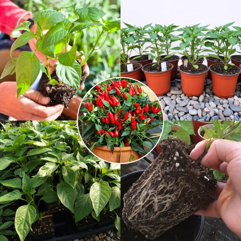 Pequin Pepper Plants Live for Planting, in 4" Pot, Hot Chili Pepper for Indoor and Outdoor Growing