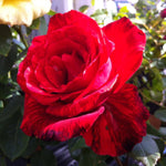 Rose Bush Live Plant, Fragrant Hybrid Tea Rose Flowers Well Rooted Plant, 5-10 Inc Tall for Planting Indoor Outdoor (Rare Red Rose)