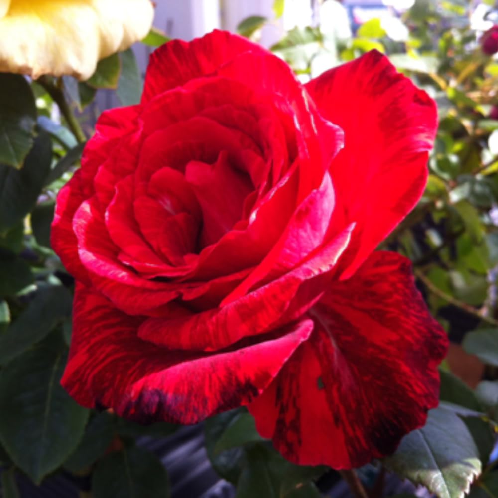 Rose Bush Live Plant, Fragrant Hybrid Tea Rose Flowers Well Rooted Plant, 5-10 Inc Tall for Planting Indoor Outdoor (Rare Red Rose)