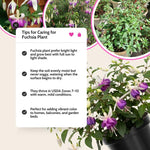Vibrant Purple Fuchsia Plant Live 4'' Pot, Hardy Flowering Fuchsia Starter 3-6'' Tall, Hanging Basket or Patio Garden Plants, 2 Plants per Pot