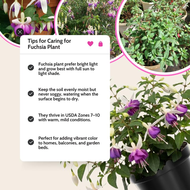 Vibrant Purple Fuchsia Plant Live 4'' Pot, Hardy Flowering Fuchsia Starter 3-6'' Tall, Hanging Basket or Patio Garden Plants, 2 Plants per Pot
