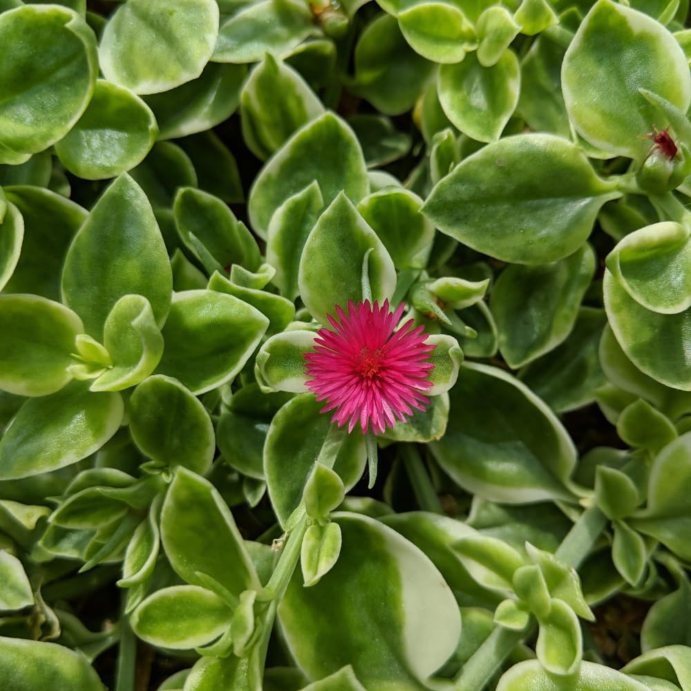 Red Delosperma Ice Plant, Hardy Perennial Succulent Live Plant, Ground Cover Outdoor Garden 5-10 Inches