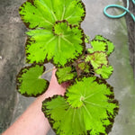 Exotic River Green Begonia Plants Live, Rare Begonias Indoor Growing, Hanging Basket, Starter 5 to 9 Inc Tall