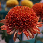 Red Orange Chrysanthemum Plant, Set 2 White Mums Plants Live, Hardy Perennial Mum Live Plant, 3 to 6 Inch Tall Garden Mum Starter Plants for Garden Beds, Containers, Vibrant Fall Blooms, No Pot
