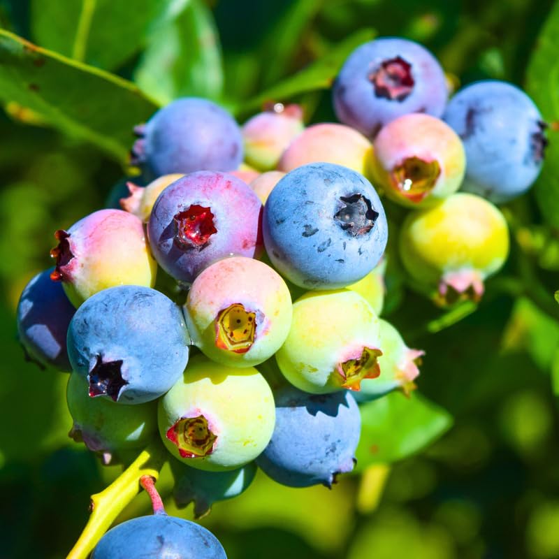 2 Blueberry Plants, Blueberry Tree Live Plant, Blueberry Shrub 1 Year Old, Sweet Blueberry Bush Live Plant, Blueberries Bareroots (Sunshine Blue Blueberry)