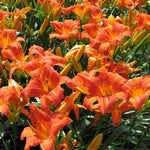Set 10 Wild Orange Daylily Bulbs for Planting, Hardy Perennial Lily Roots for Colorful Summer Blooms