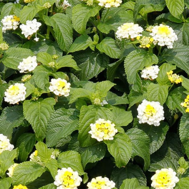 3 Trailing Lantana Plants Live, 5 to 7 Inc Tall, White Lantana Live Plants for Planting Outdoors Flower Gardening