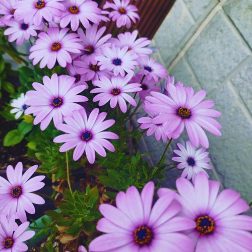 2 Osteospermum Plants Live, Pink African Daisy Flower Plants 4 Inc Potted, 2 Plants per Pot Garden Annual Flowering Plant Live