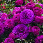 Purple Climbing Rose Live Plant, 6 Months Old Starter, Fragrant Purple Climbing Roses for Planting Outdoor, No Pot