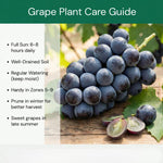 12 Sweet Black Grape Vines Cuttings 8-12'' Tall, High Yielding, Perennial Grape Vine for Growing Outdoor
