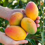 Irwin Mango Tree Live Plant, 8–12 Inch Tall in Pot, Sweet Hardy Mango Seedling Variety for Planting, Outdoor Fast-Growing