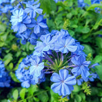 Set 5 Blue Plumbago Plants Cuttings, 8-10 Inches Tall Flower Plumbago Vine Plant Cutting for Planting, Unrooted
