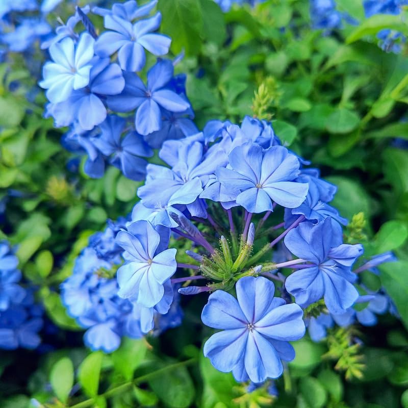 Set 5 Blue Plumbago Plants Cuttings, 8-10 Inches Tall Flower Plumbago Vine Plant Cutting for Planting, Unrooted