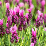 2 Live Fragrant Lavender Plants for Outside Planting, Perennial Lavandula Plants Live Fragrant Flowers, Well-Rooted 5-8" for Spring Bloom