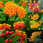 4 Milkweed Plants Live, Random Butterfly Milkweed Asclepias Tuberosa Perennial Wildflowers Swamp Common Bush, 5-9" in Tall, No Pot