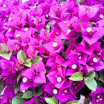 2 Bougainvillea Plants Live, Flowering Bougainvillea Vine for Outdoor Garden or Trellis, 5-9 Inch Tall, Very Hardy