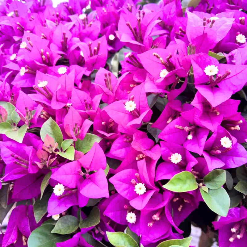 2 Deep Purple Bougainvillea Plants Live, Flowering Bougainvillea Vine for Outdoor Garden or Trellis, 5-9 Inch Tall, Very Hardy