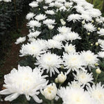 2 Mums Plants Live, White Chrysanthemum Plants Live, No Potted, Chrysanthemum Flower Live Plant, 5 to 8 Inc, Mum Live Plant