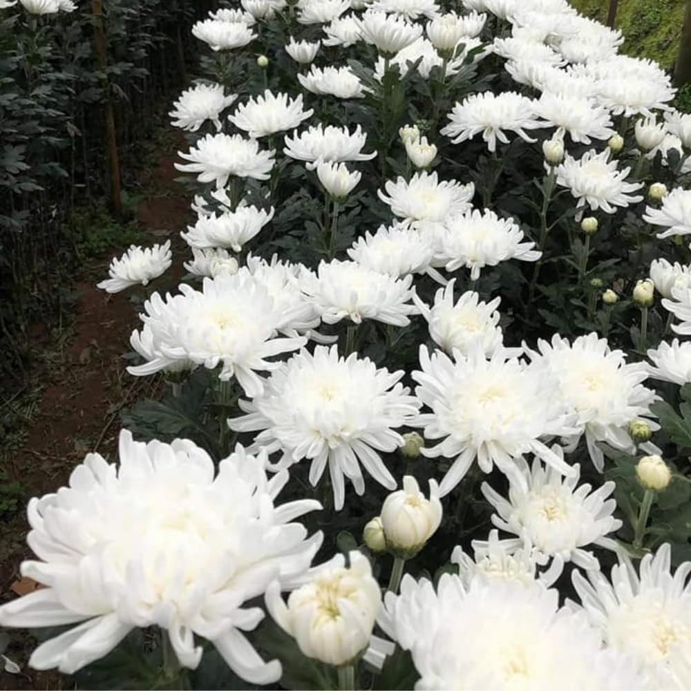 Chrysanthemum Flower Plant, Mums Plant Live, 5 to 7 Inc Tall Chrysanthemum Plants Live for Gardening Outdoor Indoor Planting, White Flower Mum Live Plant
