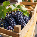 8 Purple Blue Grape Vine Cuttings, 8-12 Inches, Sweet Grape Fruits for Garden Planting, Outdoor Climbing Fruit Vine