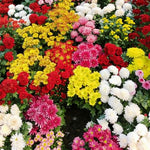 Mix Chrysanthemum Plant, Set 2 Mix Mums Plants Live, Hardy Perennial Mum Live Plant, 3 to 6 Inch Tall Garden Mum Starter Plants for Garden Beds, Containers, Vibrant Fall Blooms, No Pot
