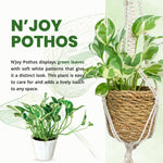N'Joy Pothos Plant Live 4'' Pot, Indoor Houseplant Well Rooted, Hanging Planter or Basket Growing