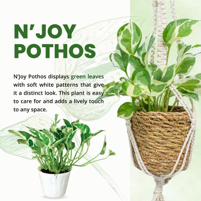 N'Joy Pothos Plant Live 4'' Pot, Indoor Houseplant Well Rooted, Hanging Planter or Basket Growing