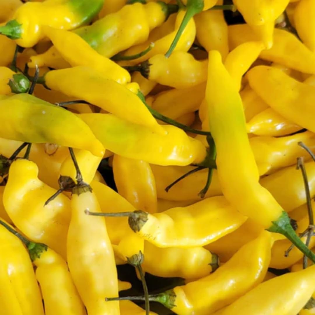 Set 4 Super Hot Peppers Live Plants, 90 Days Old Hot Pepper Chili Plant for Spring Planting, Assorted Color (Hungarian Hot Wax)