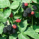 Set 4 BlackBerry Plants Live, Thornless BlackBerry Bushes Live Plant 5 to 10 Inches Tall, Sweet Blackberries Fruit Trees for Planting (Triple Crown BlackBerry)