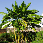 Basjoo Banana Plant Live, 4-6" Tall Well-Rooted for Indoor Tropical Displays, Cold Hardy Banana Fruit Tree