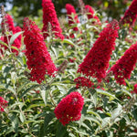 AVERAR 6 Months Old Red Butterfly Bush Live Plant, Butterfly Bushes Ready to Plant Outdoor, Buddleia Plant Bush Shrub 5-7 Inches Tall, No Pot