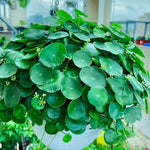 Money Plant Live Houseplant 4-6 Inches Tall, Pilea Peperomioides Plant, Money Indoor Plant for Beginners and Collectors