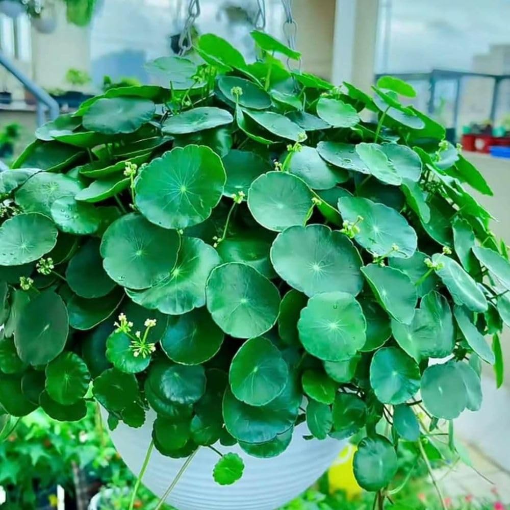 Money Plant Live Houseplant 4-6 Inches Tall, Pilea Peperomioides Plant, Money Indoor Plant for Beginners and Collectors