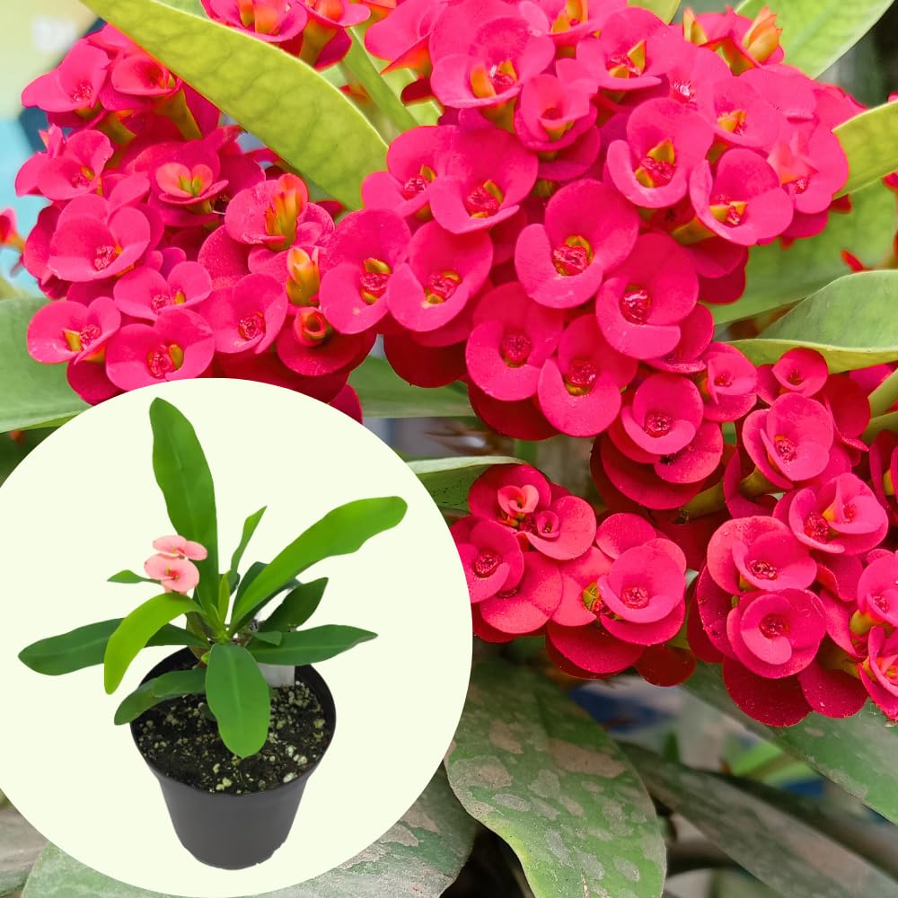 Potted Red Crown of Thorns Plant Euphorbia Milii Tree 6-12 Inc Tall, Cold Hardy Crowns of Christ Houseplant Succulents, Year-Round Flower Blooms