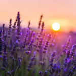2 Lavender Plants Live Indoors, 4-8" Tall, Lavandula Perennial Flower Plants for Planting Outdoors Home Garden (Provence Lavender)