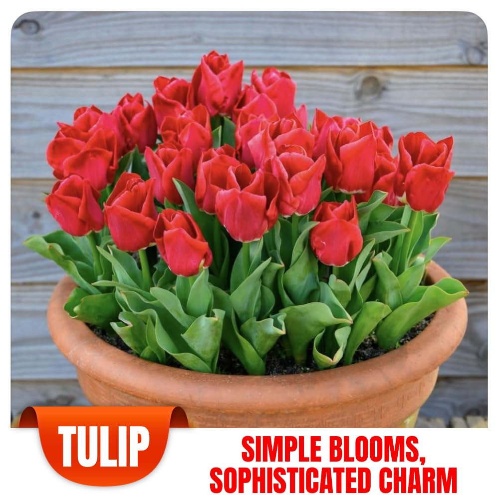 25 Tulip Bulbs for Spring Planting, Red Tulip Bulbs for Fall Planting, Flower Bulbs Growing